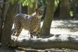 Guépard - SEPTEMBRE 2018 -Crédit photo Arthus Boutin 3