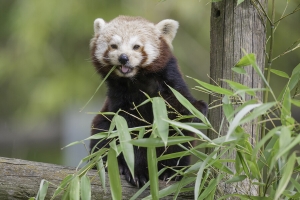 Panda roux - AVRIL 2016 -Crédit photo Arthus Boutin 5