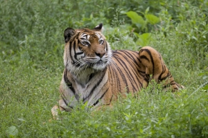 Tigre - JUILLET 2011 - Crédit photo Arthus Boutin 2