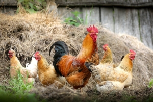 chickens-2522623 1920