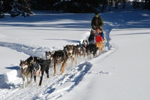 dog-sled-278875 1920