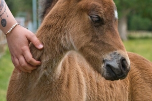 foal-5252482 1280