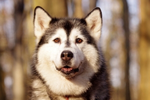 husky