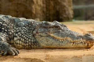 nile-crocodile-245013 1920