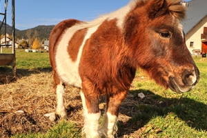 poneys-vercors-ferme-des-marmottes